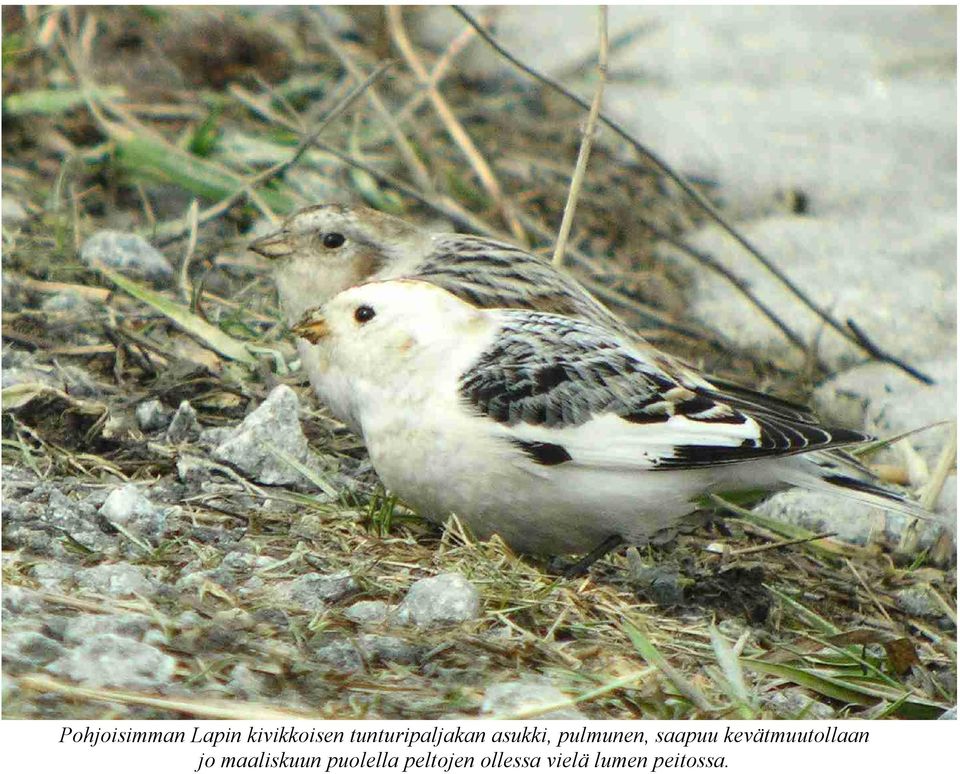 saapuu kevätmuutollaan jo maaliskuun