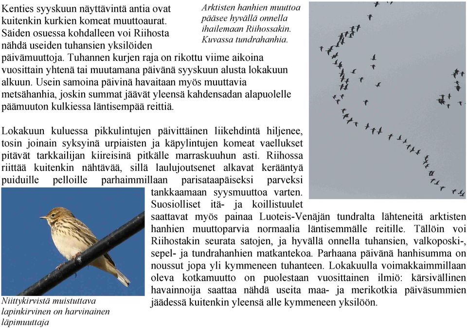 Usein samoina päivinä havaitaan myös muuttavia metsähanhia, joskin summat jäävät yleensä kahdensadan alapuolelle päämuuton kulkiessa läntisempää reittiä.