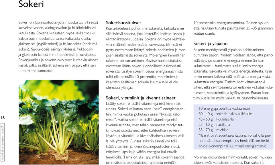 Sokerijuurikas ja sokeriruoko ovat kuitenkin ainoat kasvit, jotka sisältävät sokeria niin paljon, että sen uuttaminen kannattaa.