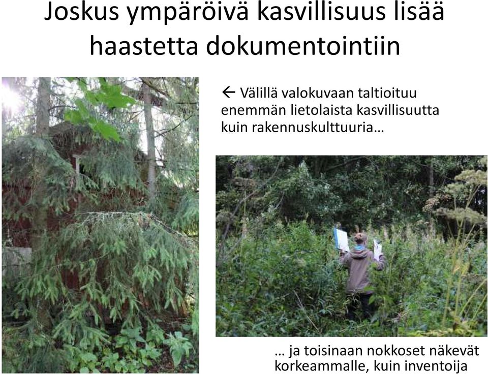 lietolaista kasvillisuutta kuin rakennuskulttuuria