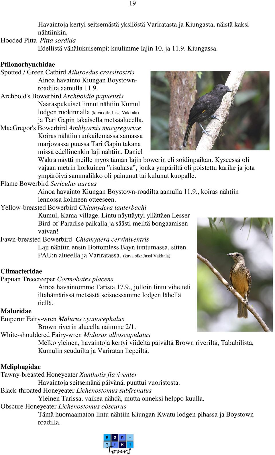 Archbold's Bowerbird Archboldia papuensis Naaraspukuiset linnut nähtiin Kumul lodgen ruokinnalla (kuva oik: Jussi Vakkala) ja Tari Gapin takaisella metsäalueella.
