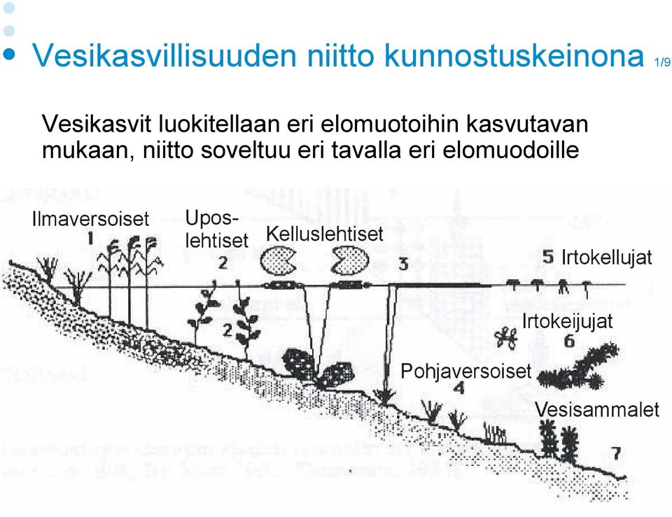 luokitellaan eri elomuotoihin