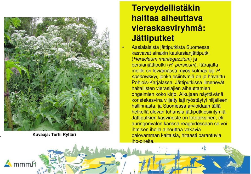 persicum). Itärajalta meille on leviämässä myös kolmas laji H. sosnowskyi, jonka esiintymiä on jo havaittu Pohjois-Karjalassa.