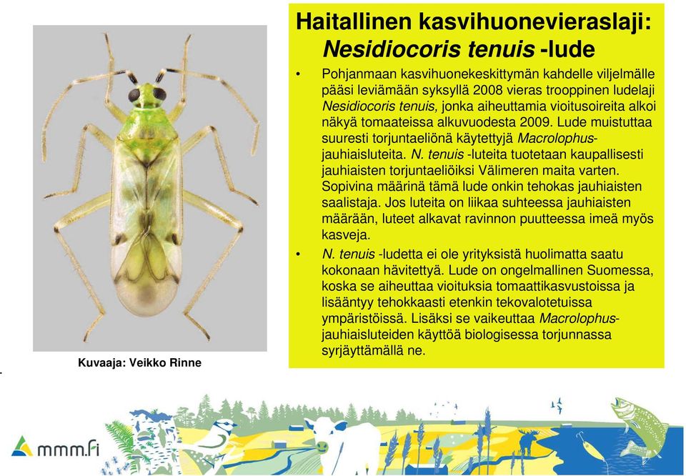 näkyä tomaateissa alkuvuodesta 2009. Lude muistuttaa suuresti torjuntaeliönä käytettyjä Macrolophusjauhiaisluteita. N.