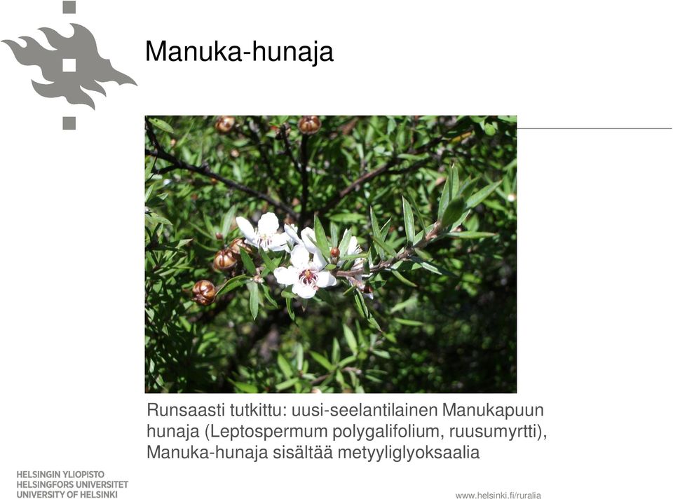 (Leptospermum polygalifolium,