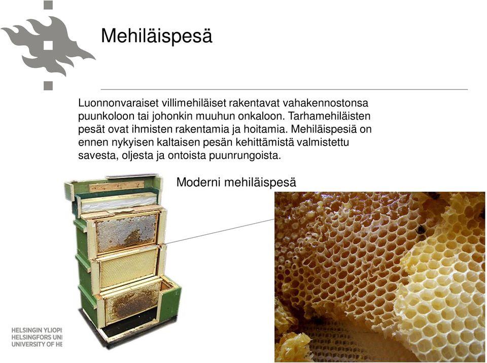 Tarhamehiläisten pesät ovat ihmisten rakentamia ja hoitamia.