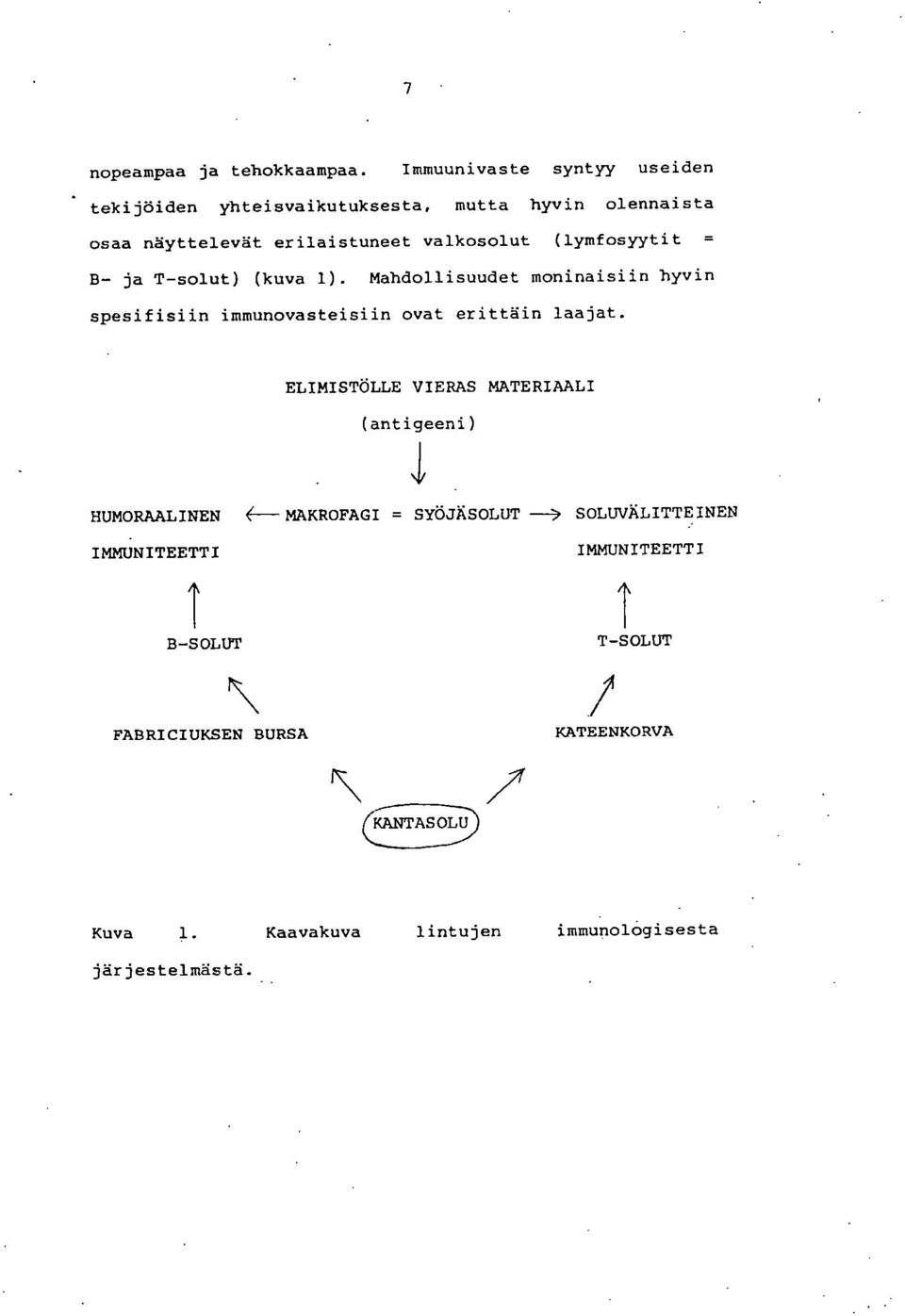 (lymfosyytit = B- ja T-solut) (kuva 1). Mahdollisuudet moninaisiin hyvin spesifisiin immunovasteisiin ovat erittäin laajat.