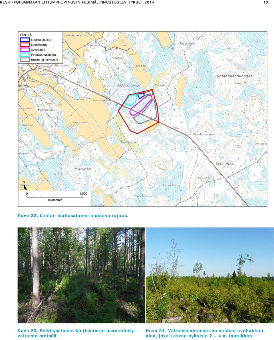 Selvitysalueen läntisimmän osan mäntyvaltaista metsää. Kuva 24.