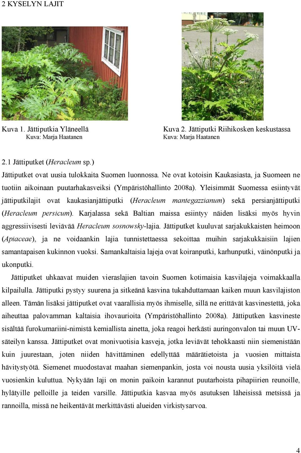 Yleisimmät Suomessa esiintyvät jättiputkilajit ovat kaukasianjättiputki (Heracleum mantegazzianum) sekä persianjättiputki (Heracleum persicum).