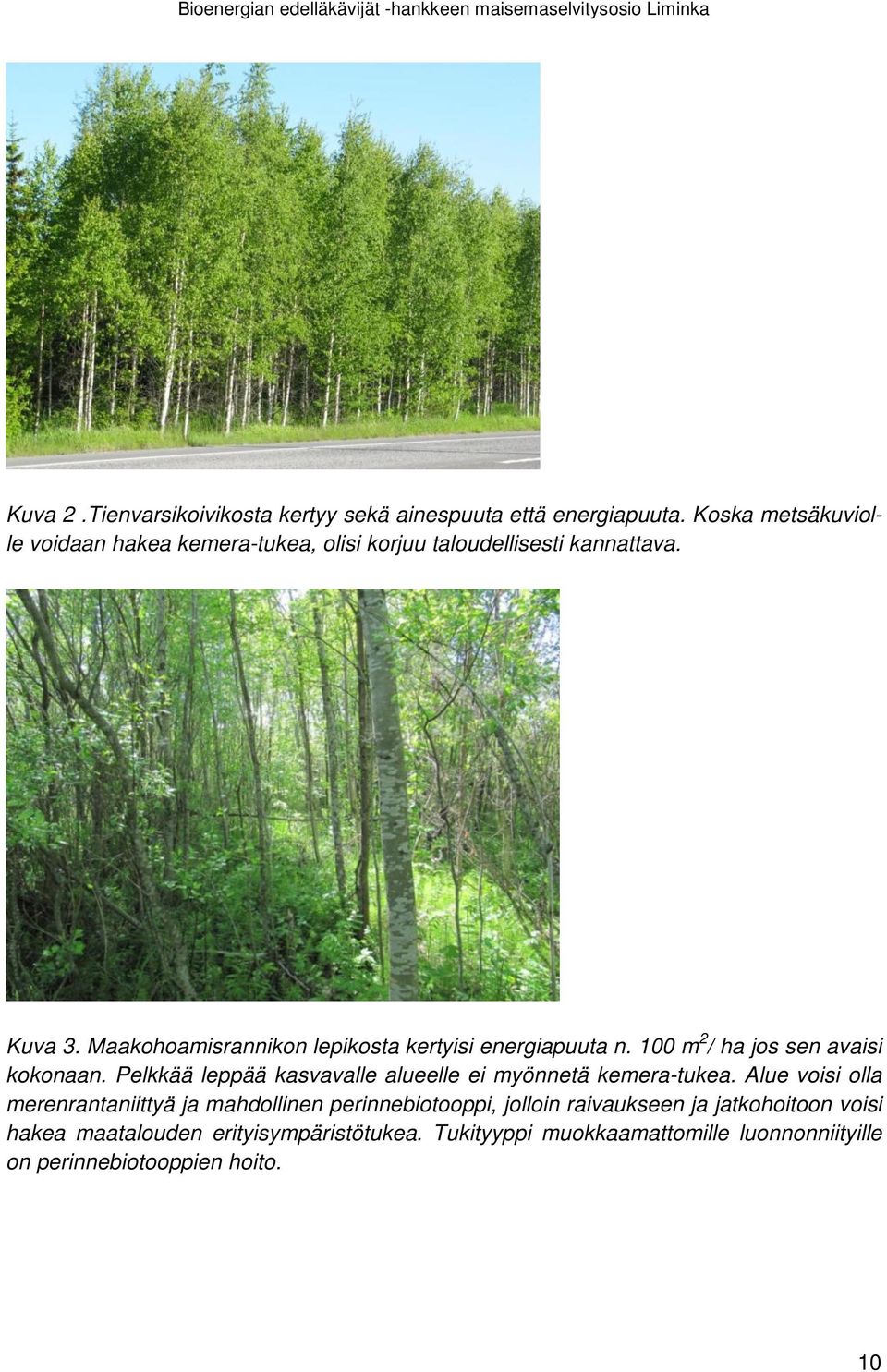 Maakohoamisrannikon lepikosta kertyisi energiapuuta n. 100 m 2 / ha jos sen avaisi kokonaan.