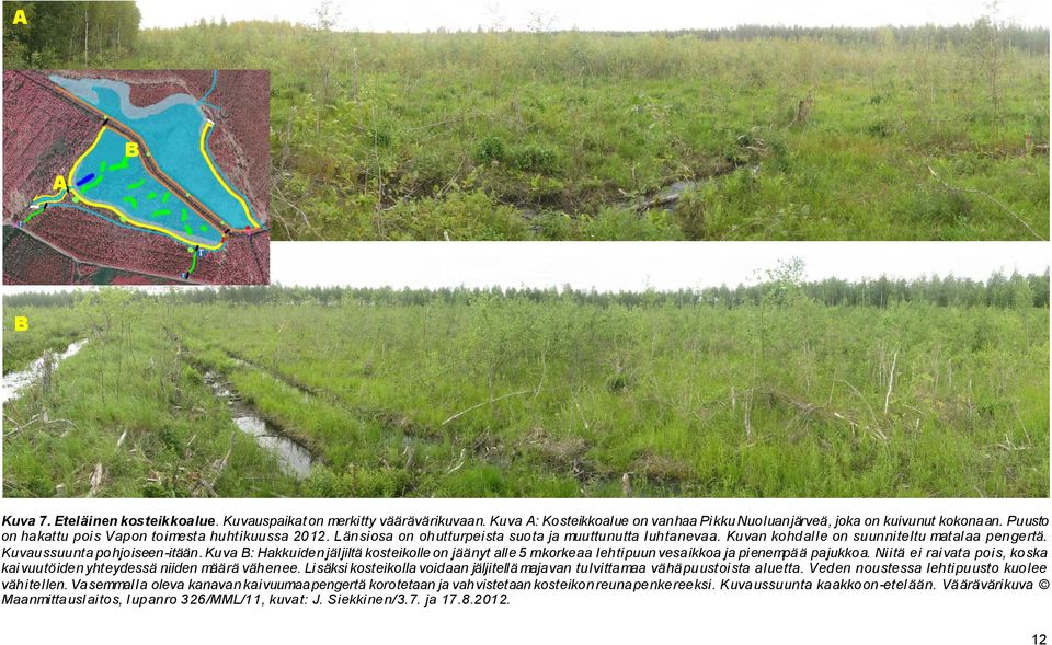 Kuva B: Hakkuiden jäljiltä kosteikolle on jäänyt alle 5 m korkeaa lehtipuun vesaikkoa ja pienempää pajukkoa. Niitä ei raivata pois, koska kaivuutöiden yhteydessä niiden määrä vähenee.