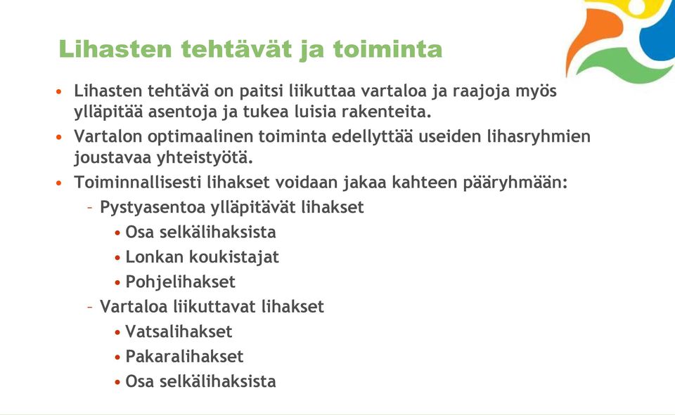 Toiminnallisesti lihakset voidaan jakaa kahteen pääryhmään: Pystyasentoa ylläpitävät lihakset Osa