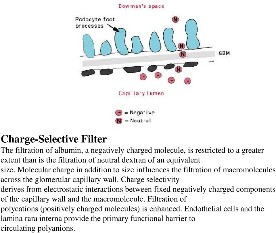 Charge selectivity derives from electrostatic interactions between fixed negatively charged components of the capillary wall and the macromolecule.