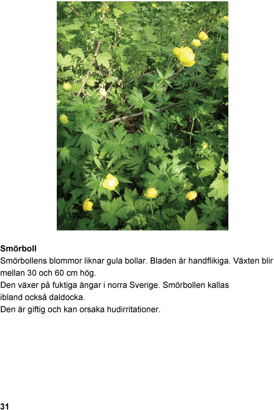 Den växer på fuktiga ängar i norra Sverige.