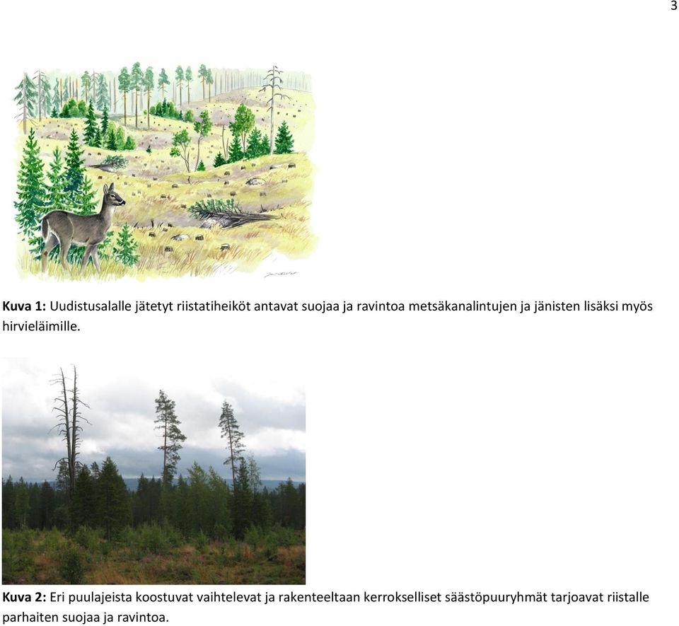 Kuva 2: Eri puulajeista koostuvat vaihtelevat ja rakenteeltaan