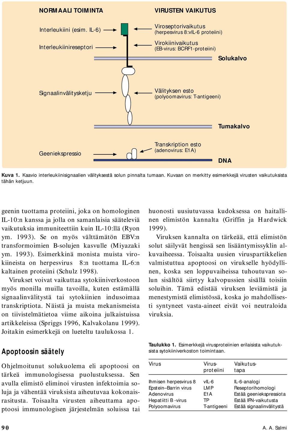 (polyoomavirus: T-antigeeni) Tumakalvo Geeniekspressio Transkription esto (adenovirus: E1A) DNA Kuva 1. Kaavio interleukiinisignaalien välityksestä solun pinnalta tumaan.