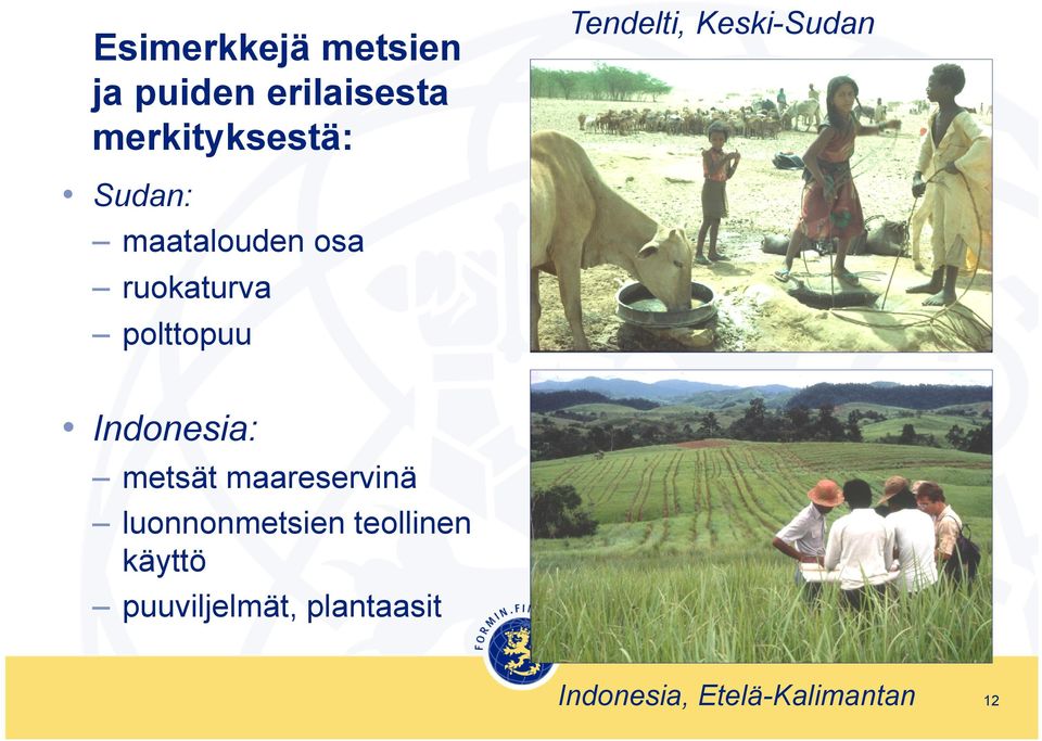 polttopuu Indonesia: metsät maareservinä luonnonmetsien