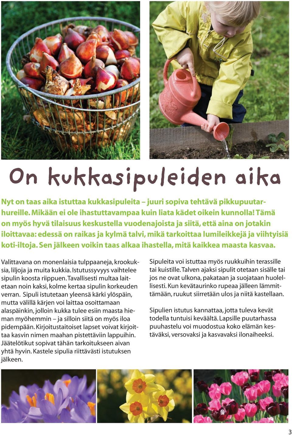 Sen jälkeen voikin taas alkaa ihastella, mitä kaikkea maasta kasvaa. Valittavana on monenlaisia tulppaaneja, krookuksia, liljoja ja muita kukkia. Istutussyvyys vaihtelee sipulin koosta riippuen.