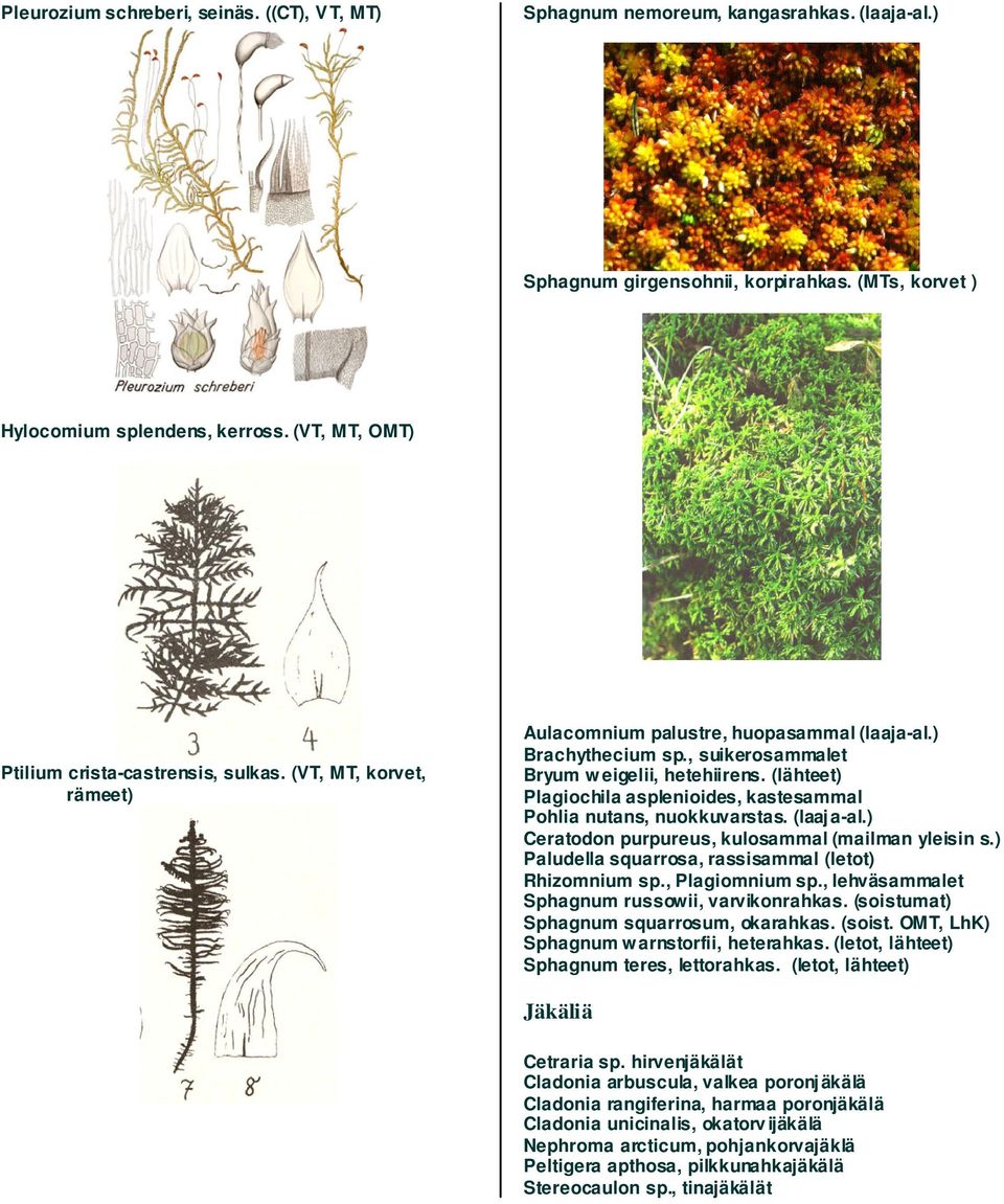(lähteet) Plagiochila asplenioides, kastesammal Pohlia nutans, nuokkuvarstas. (laaja-al.) Ceratodon purpureus, kulosammal (mailman yleisin s.) Paludella squarrosa, rassisammal (letot) Rhizomnium sp.