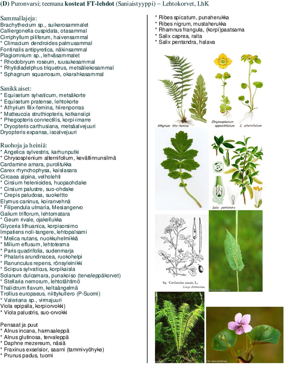 , lehväsammalet * Rhodobryum roseum, ruusukesammal * Rhytidiadelphus triquetrus, metsäliekosammal * Sphagnum squarrosum, okarahkasammal * Ribes spicatum, punaherukka * Ribes nigrum, mustaherukka *