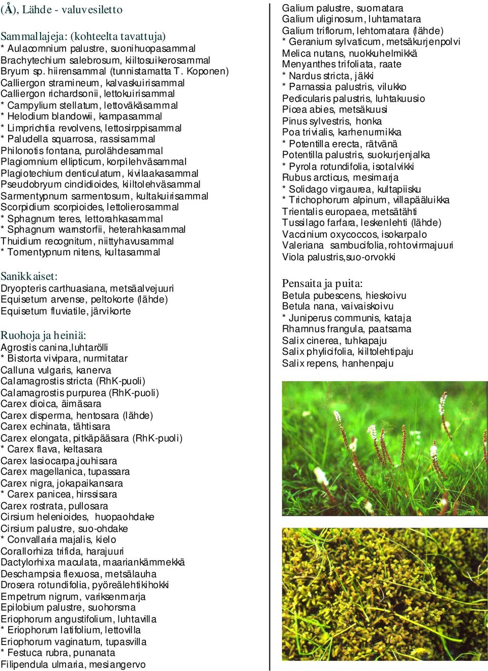 lettosirppisammal * Paludella squarrosa, rassisammal Philonotis fontana, purolähdesammal Plagiomnium ellipticum, korpilehväsammal Plagiotechium denticulatum, kivilaakasammal Pseudobryum