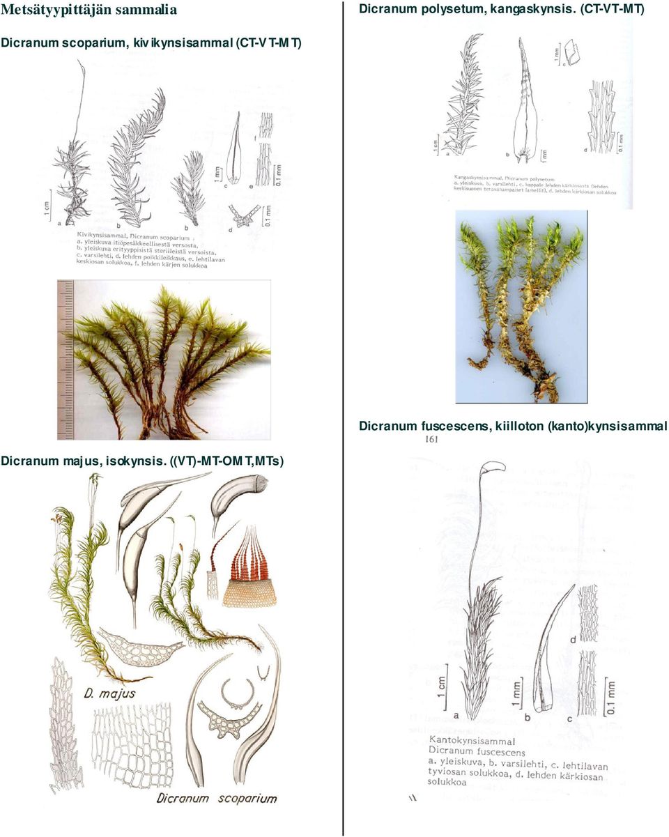 (CT-VT-MT) Dicranum scoparium, kiv ikynsisammal