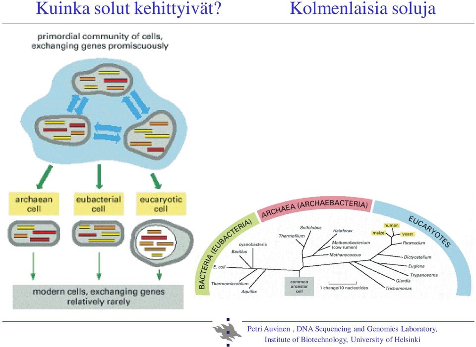 Petri Auvinen, DNA