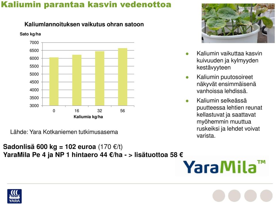 /ha - > lisätuottoa 58 Kaliumin vaikuttaa kasvin kuivuuden ja kylmyyden kestävyyteen Kaliumin puutosoireet näkyvät ensimmäisenä