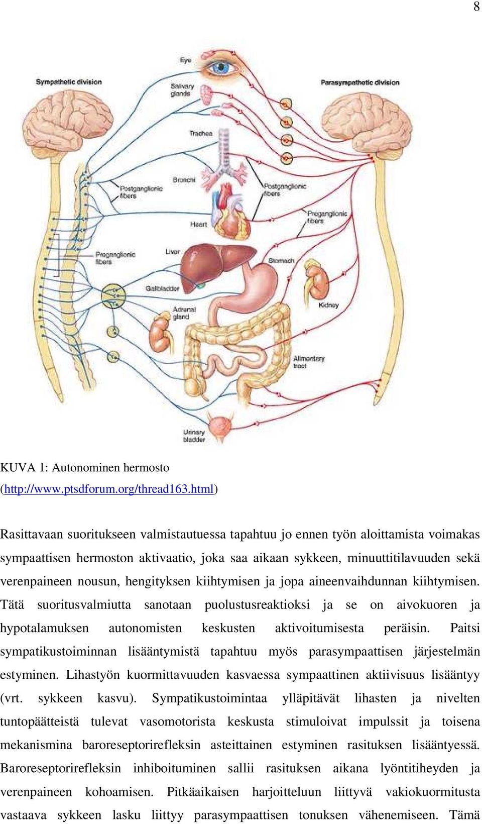 hengityksen kiihtymisen ja jopa aineenvaihdunnan kiihtymisen.