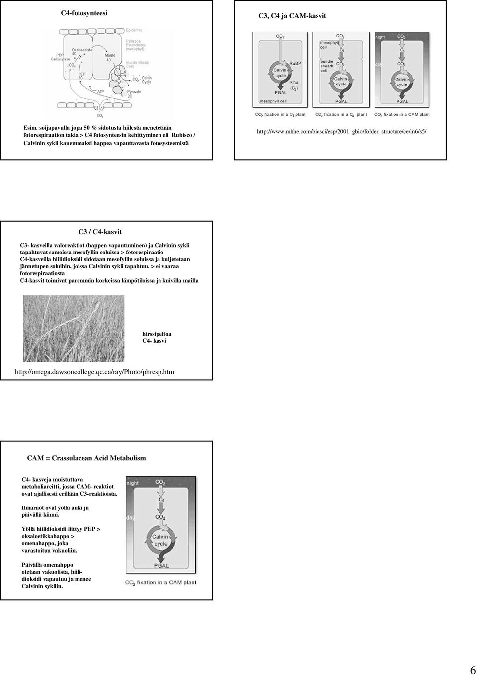 mhhe.com/biosci/esp/2001_gbio/folder_structure/ce/m6/s5/ C3 / C4-kasvit C3- kasveilla valoreaktiot (happen vapautuminen) ja Calvinin sykli tapahtuvat samoissa mesofyllin soluissa > fotorespiraatio