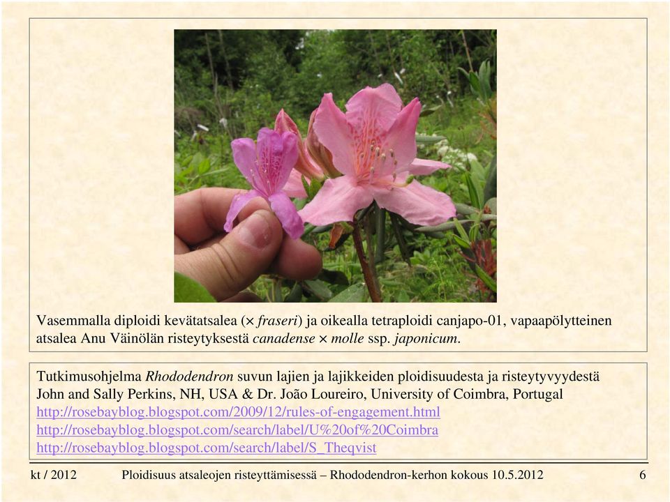 Tutkimusohjelma Rhododendron suvun lajien ja lajikkeiden ploidisuudesta ja risteytyvyydestä John and Sally Perkins, NH, USA & Dr.