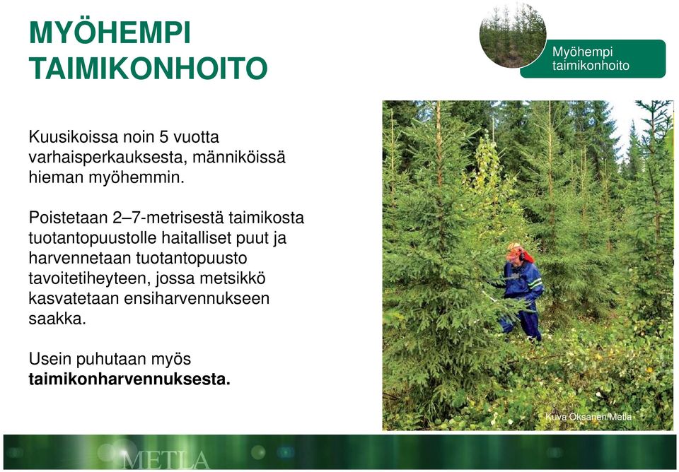 Poistetaan 2 7-metrisestä taimikosta tuotantopuustolle haitalliset puut ja harvennetaan