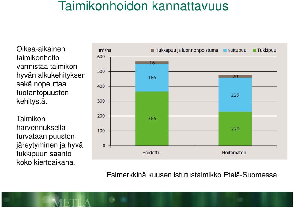 Taimikon harvennuksella turvataan puuston järeytyminen ja hyvä