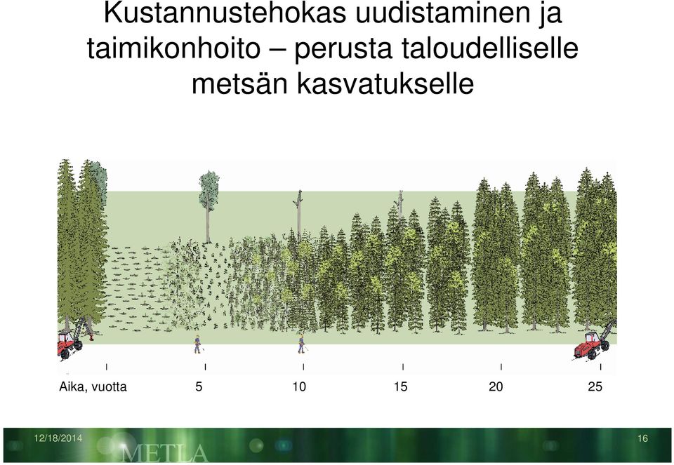 taloudelliselle metsän