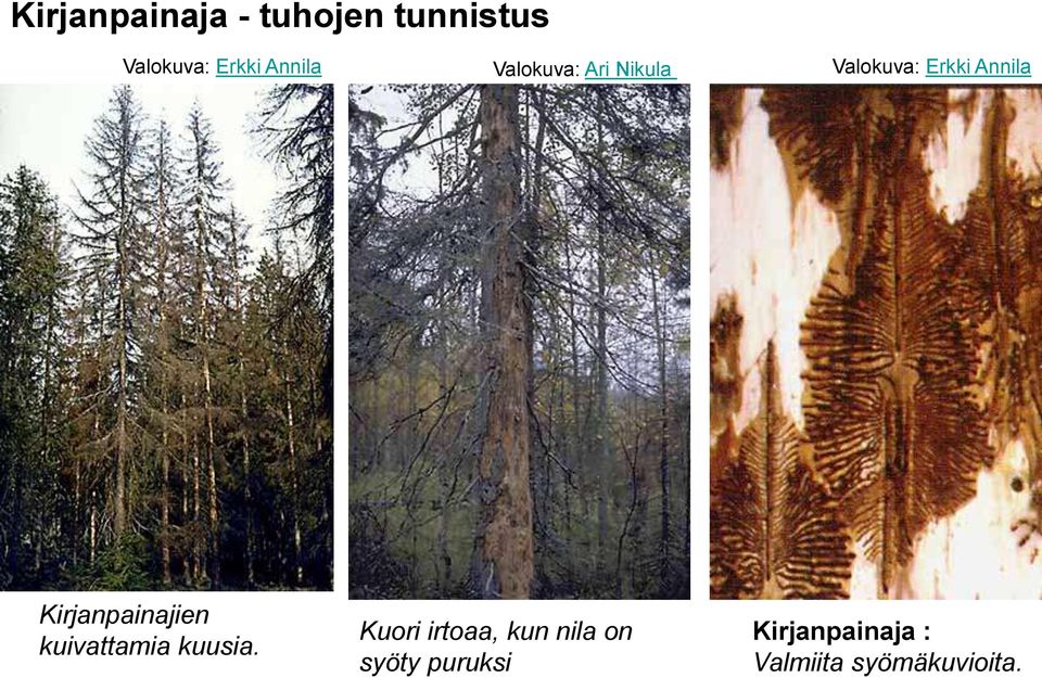 Kirjanpainajien kuivattamia kuusia.