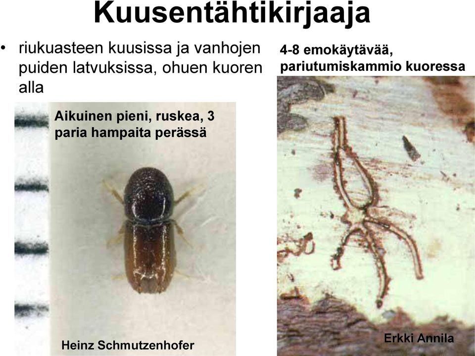pariutumiskammio kuoressa Aikuinen pieni, ruskea, 3