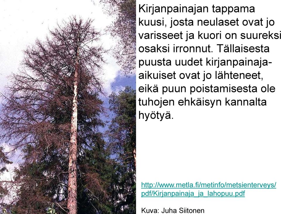 Tällaisesta puusta uudet kirjanpainajaaikuiset ovat jo lähteneet, eikä puun