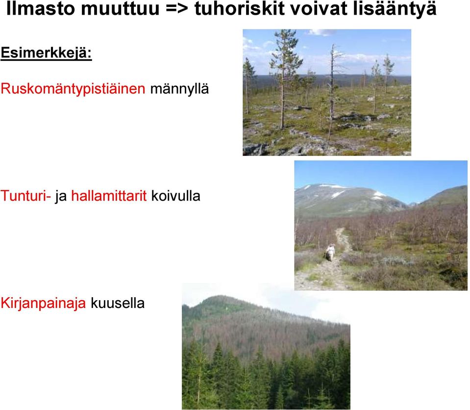 Ruskomäntypistiäinen männyllä