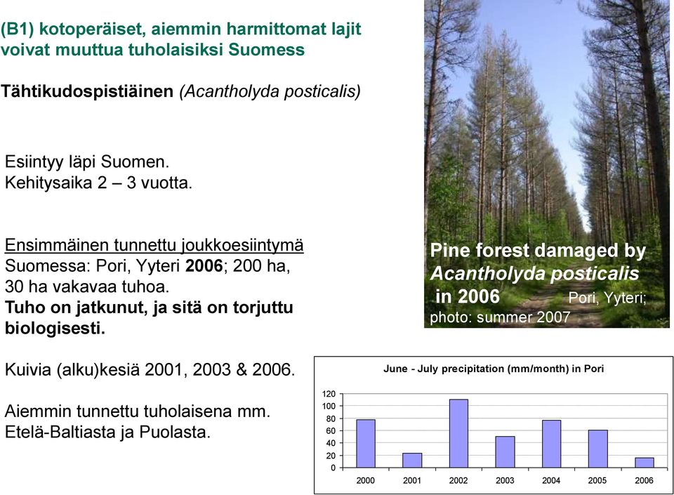 Tuho on jatkunut, ja sitä on torjuttu biologisesti. Kuivia (alku)kesiä 2001, 2003 & 2006. Aiemmin tunnettu tuholaisena mm. Etelä-Baltiasta ja Puolasta.