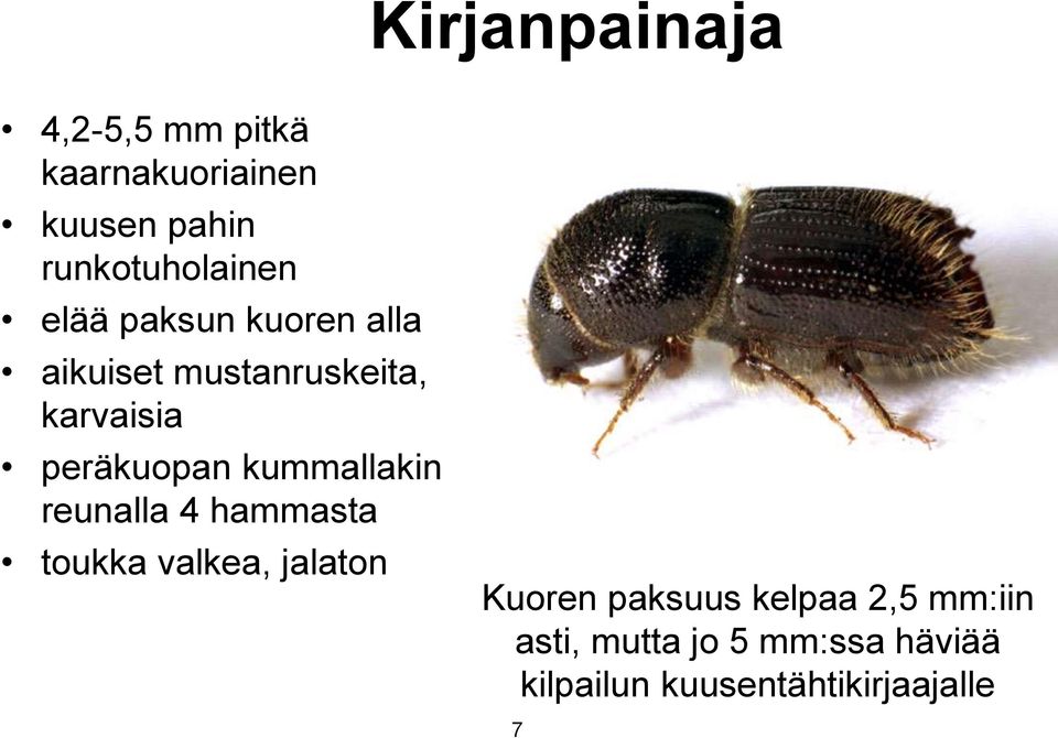 peräkuopan kummallakin reunalla 4 hammasta toukka valkea, jalaton Kuoren