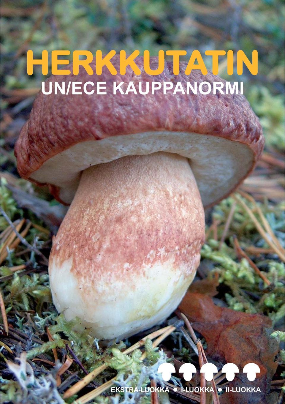 KAUPPANORMI