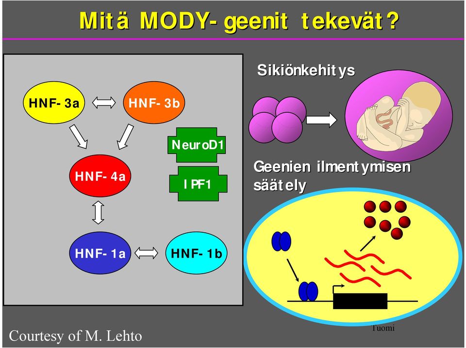 Sikiönkehitys HNF-3a HNF-3b HNF-4a