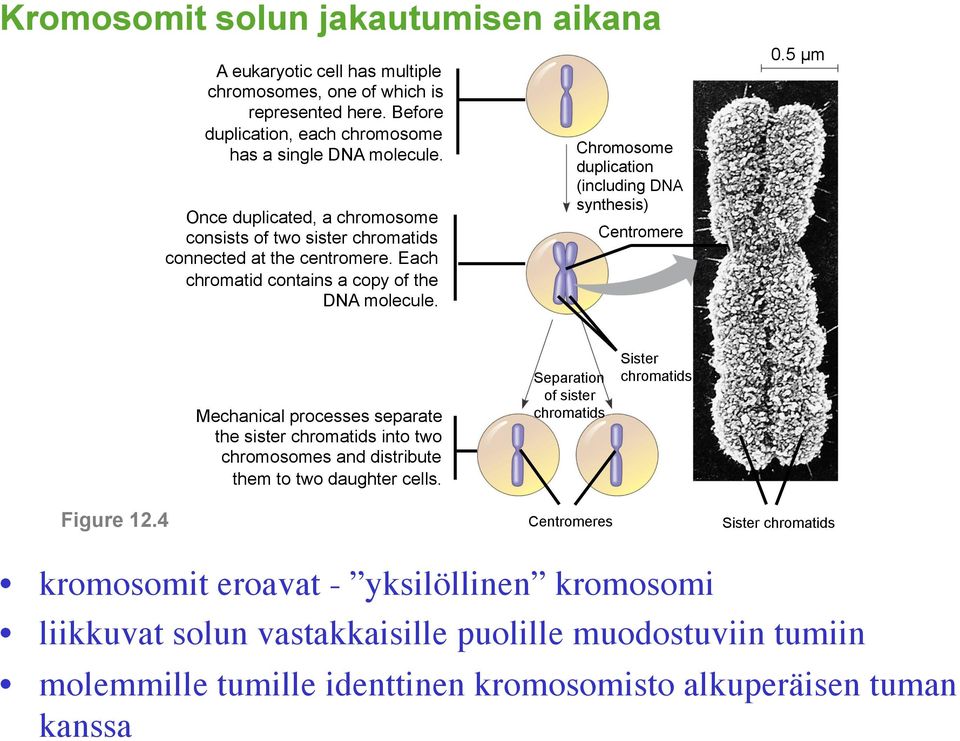 Chromosome duplication (including DNA synthesis) Centromere 0.5 µm Mechanical processes separate the sister chromatids into two chromosomes and distribute them to two daughter cells.