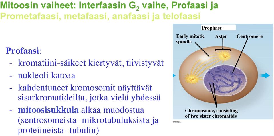 sisarkromatideilta, jotka vielä yhdessä - mitoosisukkula alkaa muodostua (sentrosomeista- mikrotubuluksista