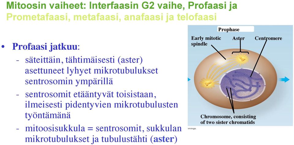 toisistaan, ilmeisesti pidentyvien mikrotubulusten työntämänä - mitoosisukkula = sentrosomit, sukkulan