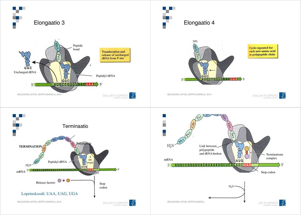 mrna Link between polypeptide and trna broken Terminationn