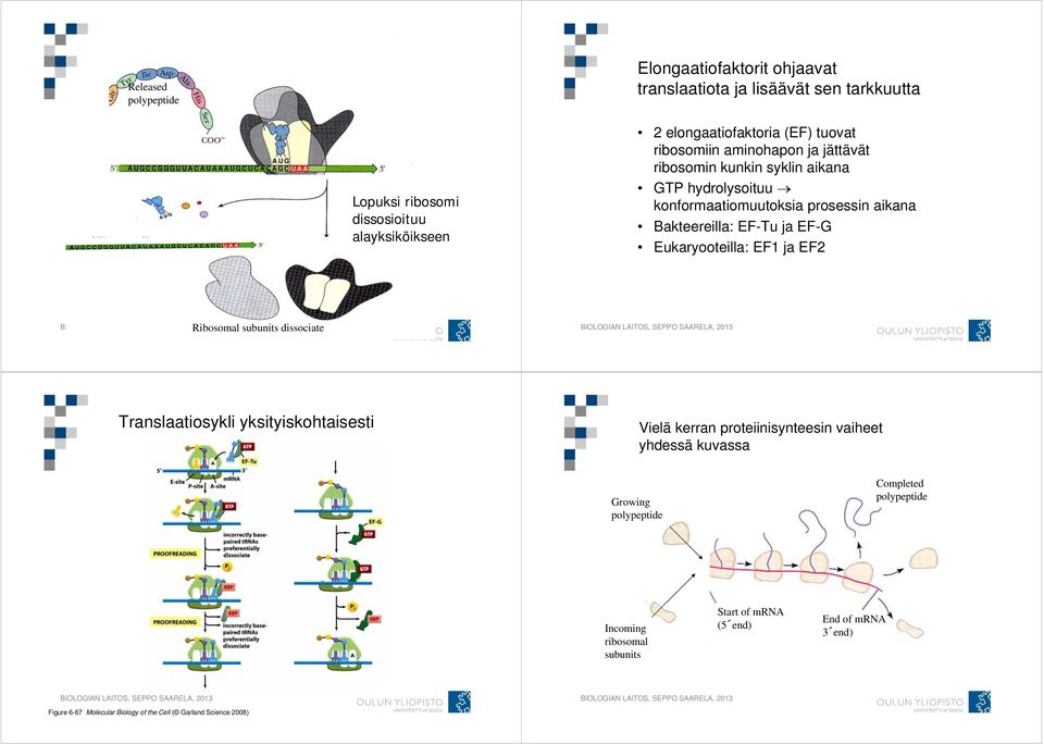 Eukaryooteilla: EF1 ja EF2 Ribosomal subunits dissociate Translaatiosykli yksityiskohtaisesti Vielä kerran proteiinisynteesin vaiheet yhdessä kuvassa Growing