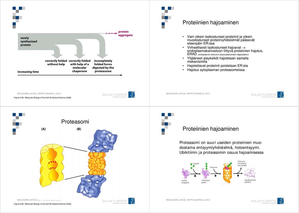 Hajotettavat proteiinit poistetaan ER:sta Hajotus sytoplasman proteasomeissa Figure 6-88 Molecular Biology of the Cell ( Garland Science 2008) Proteasomi Proteiinien