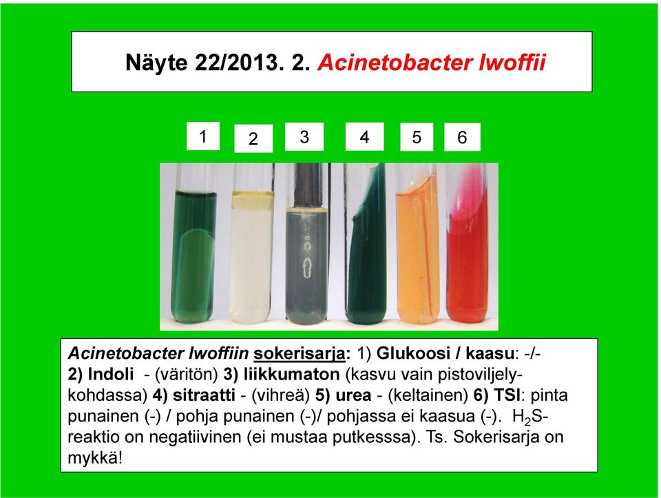 Acinetobacter lwoffii 1 2 3 4 5 6 Acinetobacter lwoffiin sokerisarja: 1) Glukoosi / kaasu: -/-