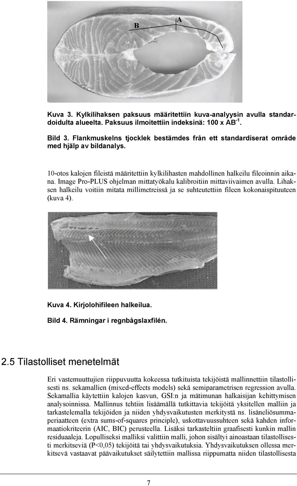 Image Pro-PLUS ohjelman mittatyökalu kalibroitiin mittaviivaimen avulla. Lihaksen halkeilu voitiin mitata millimetreissä ja se suhteutettiin fileen kokonaispituuteen (kuva 4). Kuva 4.